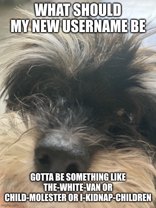 My dumbass dog | WHAT SHOULD MY NEW USERNAME BE; GOTTA BE SOMETHING LIKE THE-WHITE-VAN OR CHILD-MOLESTER OR I-KIDNAP-CHILDREN | image tagged in my dumbass dog | made w/ Imgflip meme maker