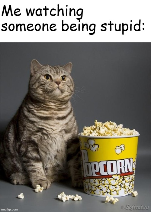 Cat eating popcorn | Me watching someone being stupid: | image tagged in cat eating popcorn,frost | made w/ Imgflip meme maker