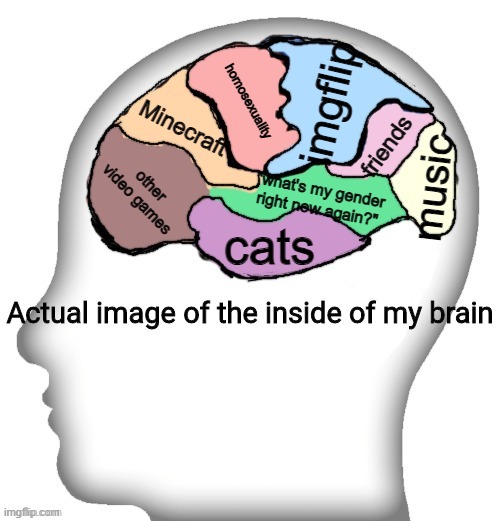 Actual image of the inside of my brain | imgflip; homosexuality; Minecraft; friends; other video games; music; "what's my gender right now again?"; cats | image tagged in actual image of the inside of my brain | made w/ Imgflip meme maker