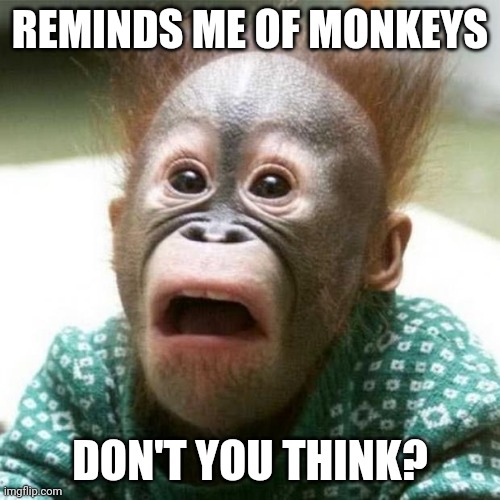 Shocked Monkey | REMINDS ME OF MONKEYS DON'T YOU THINK? | image tagged in shocked monkey | made w/ Imgflip meme maker