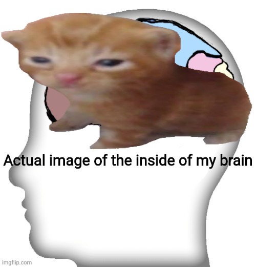 herbert | image tagged in actual image of the inside of my brain | made w/ Imgflip meme maker