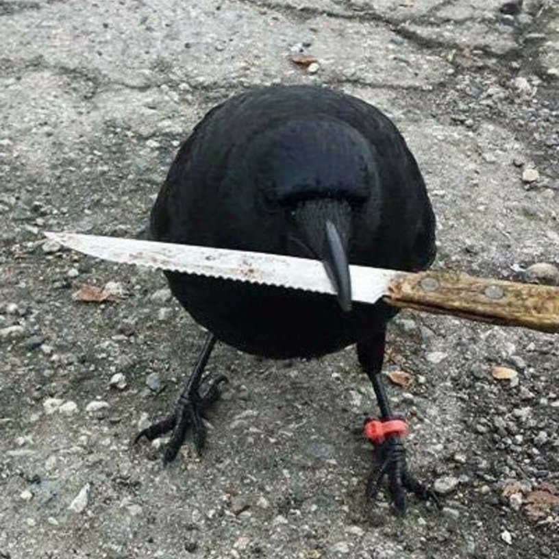 crow with knife Blank Meme Template