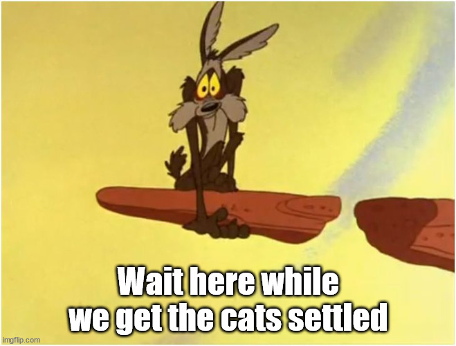 Wait here while we get the cats settled | image tagged in just wait here | made w/ Imgflip meme maker