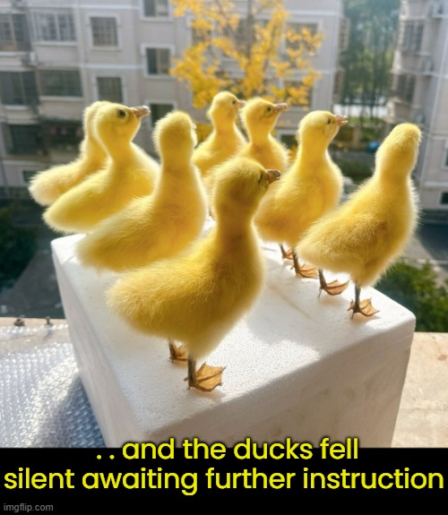 . . and the ducks fell silent awaiting further instruction | made w/ Imgflip meme maker