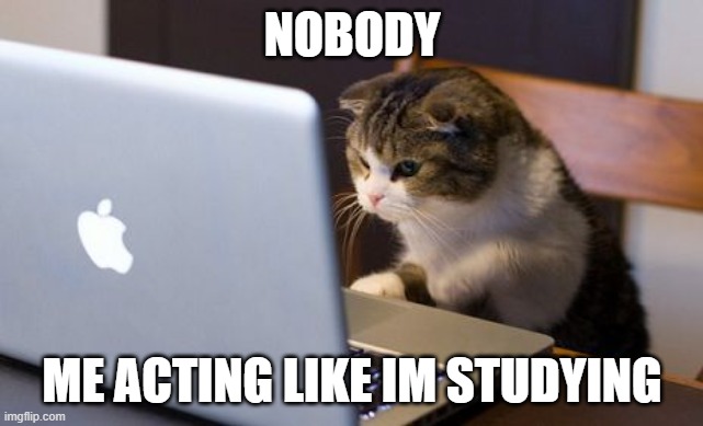 like im not making memes u are | NOBODY; ME ACTING LIKE IM STUDYING | image tagged in cat laptop | made w/ Imgflip meme maker