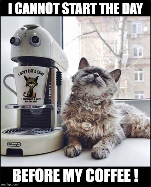 Monday Mornings ! | I CANNOT START THE DAY; BEFORE MY COFFEE ! | image tagged in cats,monday mornings,coffee | made w/ Imgflip meme maker