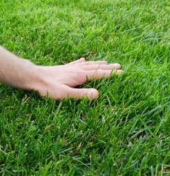 Touching grass Blank Meme Template