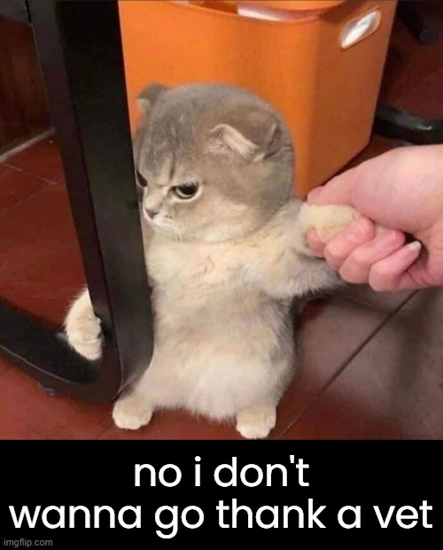 no i don't wanna go thank a vet | made w/ Imgflip meme maker