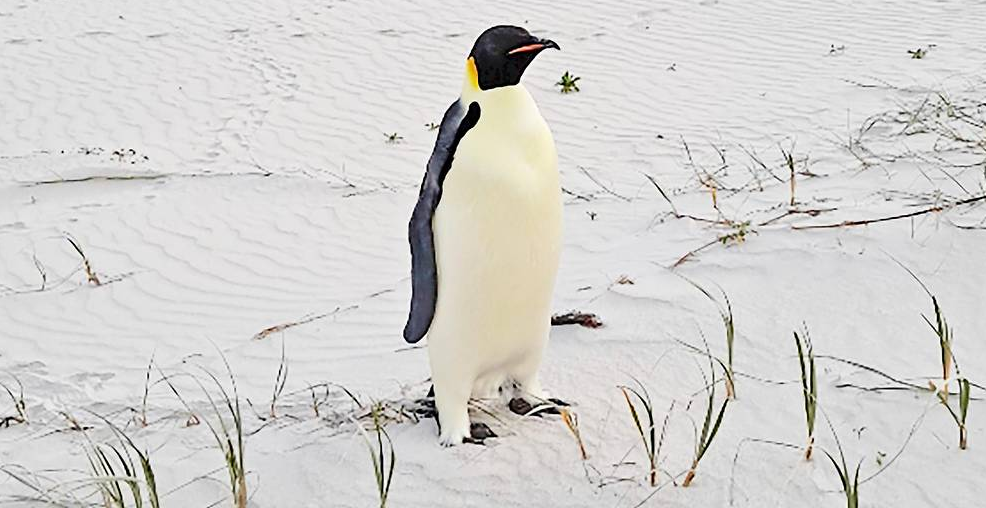 Gus the Australian Penguin Blank Meme Template