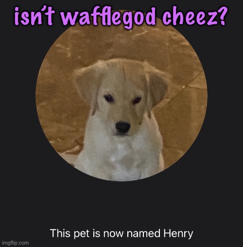say hi to Henry | isn’t wafflegod cheez? | image tagged in say hi to henry,cinnabox announcement | made w/ Imgflip meme maker