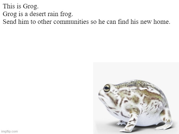 Grog | This is Grog.
Grog is a desert rain frog.
Send him to other communities so he can find his new home. | image tagged in repost | made w/ Imgflip meme maker