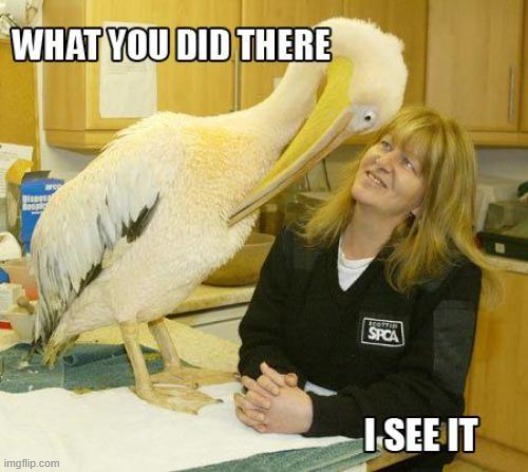 Seeing Eye-To-Eye with a Pelican | image tagged in vince vance,i see what you did there,memes,pelican,i see it,spca | made w/ Imgflip meme maker