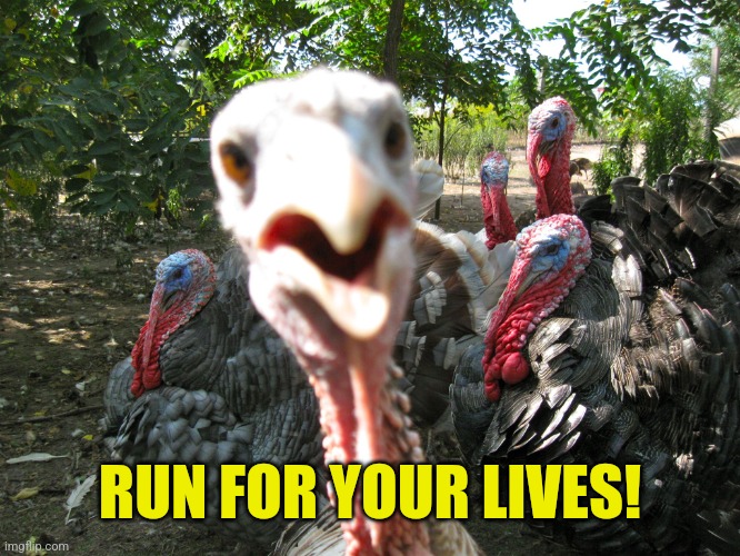 Turkeys | RUN FOR YOUR LIVES! | image tagged in turkeys | made w/ Imgflip meme maker