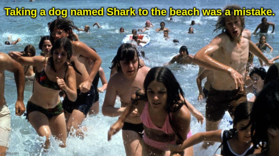 Jaws | Taking a dog named Shark to the beach was a mistake. | image tagged in jaws | made w/ Imgflip meme maker