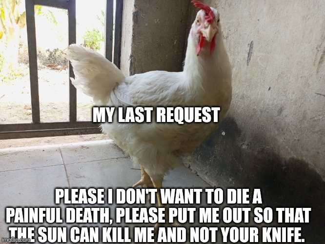 Last request | MY LAST REQUEST; PLEASE I DON'T WANT TO DIE A PAINFUL DEATH, PLEASE PUT ME OUT SO THAT THE SUN CAN KILL ME AND NOT YOUR KNIFE. | image tagged in christmas chicken,christmas memes,chicken | made w/ Imgflip meme maker