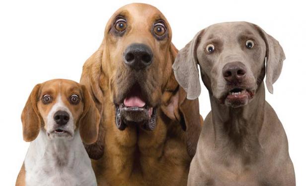 High Quality shocked dogs Blank Meme Template