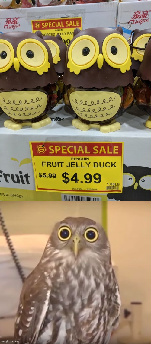 Owls | image tagged in shocked owl,owls,owl,you had one job,ducks,memes | made w/ Imgflip meme maker