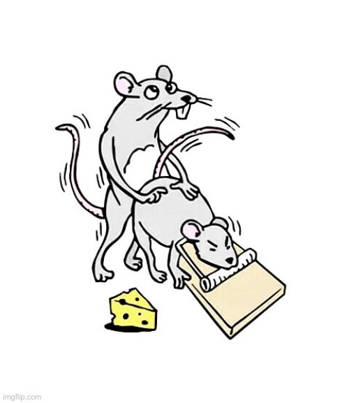 Rat screwed | image tagged in rat screwed | made w/ Imgflip meme maker