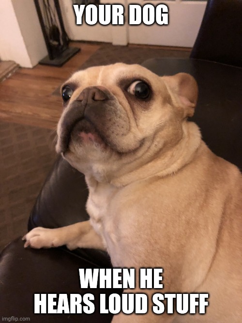 Frenchie Can’t Believe It! | YOUR DOG; WHEN HE HEARS LOUD STUFF | image tagged in frenchie can t believe it | made w/ Imgflip meme maker