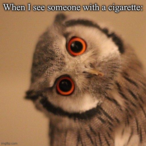 inquisitve owl | When I see someone with a cigarette: | image tagged in inquisitve owl | made w/ Imgflip meme maker