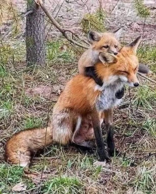 smol foxxo hug big foxxo | image tagged in fox,red fox,fomx,red romx,hug,foxxo | made w/ Imgflip meme maker