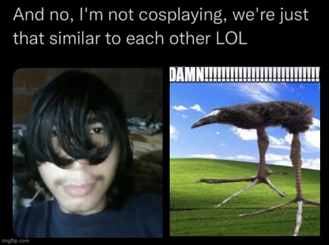 DAMN!!!!!!!!!!!!!!!!!!!!! bird and twt lawliet guy | image tagged in and no i'm not cosplaying we're just that similar to each other | made w/ Imgflip meme maker