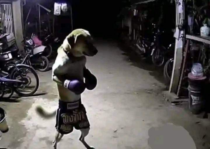 Boxing dog Blank Meme Template