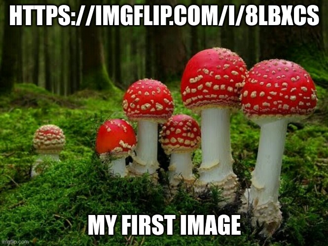 Mushrooms | HTTPS://IMGFLIP.COM/I/8LBXCS; MY FIRST IMAGE | image tagged in mob vote,damn i kinda dont care | made w/ Imgflip meme maker