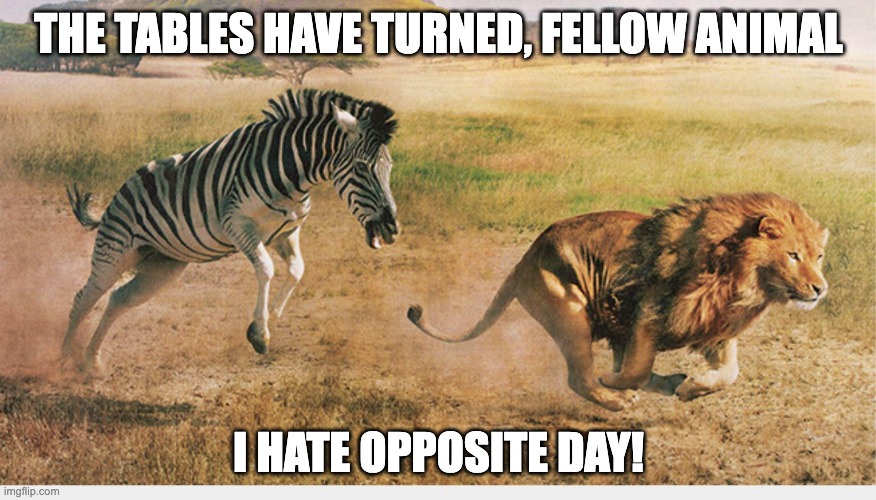 Zebra chasing a lion | THE TABLES HAVE TURNED, FELLOW ANIMAL; I HATE OPPOSITE DAY! | image tagged in zebra chasing a lion | made w/ Imgflip meme maker