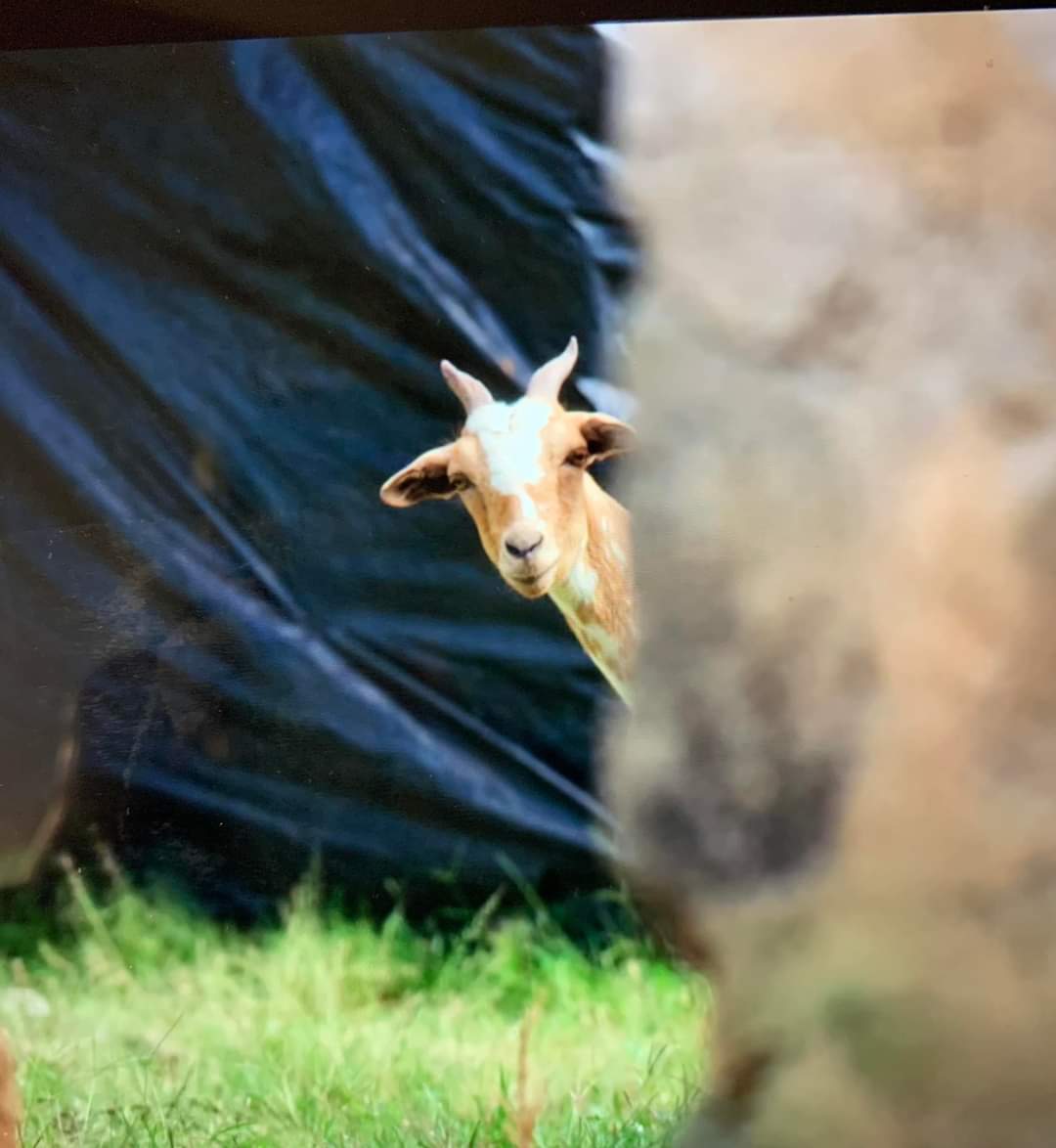 90 day goat Blank Meme Template