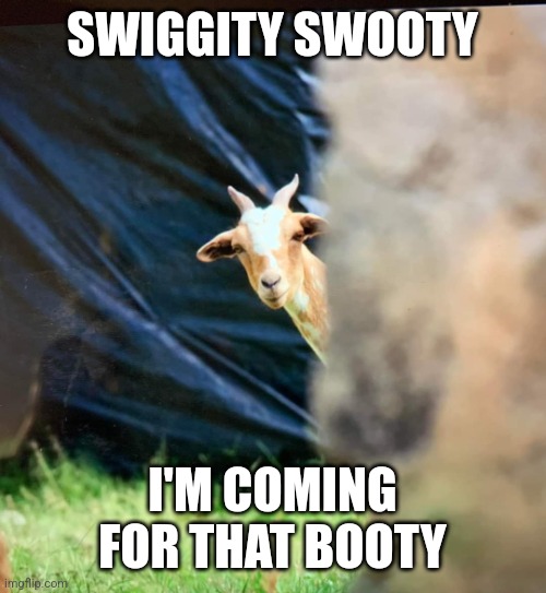 Lurking goat | SWIGGITY SWOOTY; I'M COMING FOR THAT BOOTY | image tagged in 90 day goat | made w/ Imgflip meme maker