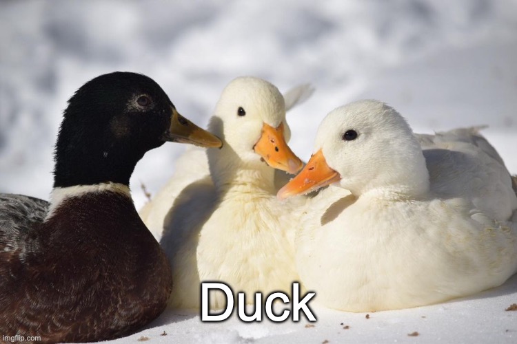 Dunkin Ducks | Duck | image tagged in dunkin ducks | made w/ Imgflip meme maker