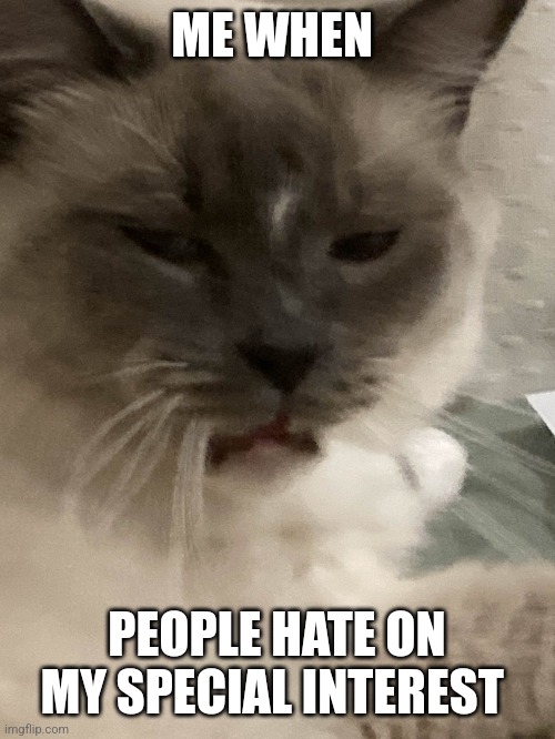 Me when people hate on my special interest | ME WHEN; PEOPLE HATE ON MY SPECIAL INTEREST | image tagged in disappointed/angry cat | made w/ Imgflip meme maker