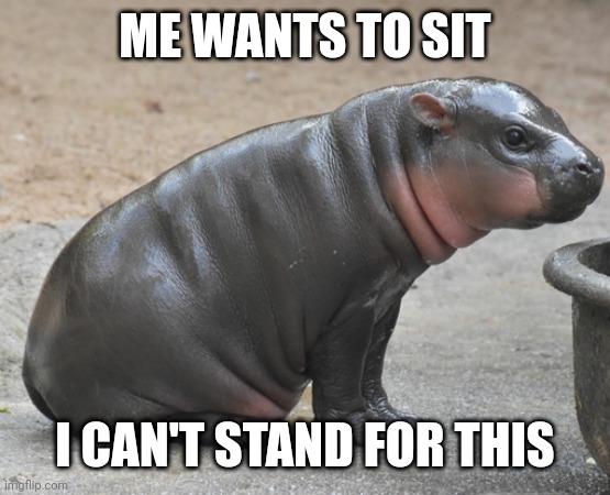 Moo deng | ME WANTS TO SIT I CAN'T STAND FOR THIS | image tagged in moo deng | made w/ Imgflip meme maker