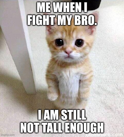 Cute Cat | ME WHEN I FIGHT MY BRO. I AM STILL NOT TALL ENOUGH | image tagged in memes,cute cat | made w/ Imgflip meme maker