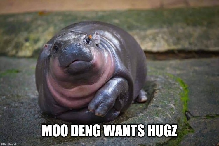 Moo deng innocent | MOO DENG WANTS HUGZ | image tagged in moo deng innocent | made w/ Imgflip meme maker