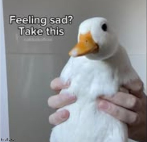 Heya fellas | image tagged in holy duck | made w/ Imgflip meme maker