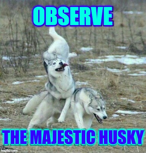 Sadly, he tried to take a left North to Alaska | OBSERVE THE MAJESTIC HUSKY | image tagged in vince vance,huskies,dogs,memes,mush,national geographic | made w/ Imgflip meme maker