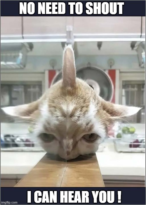 An Extra Ear ! | NO NEED TO SHOUT; I CAN HEAR YOU ! | image tagged in cats,ears,hearing | made w/ Imgflip meme maker