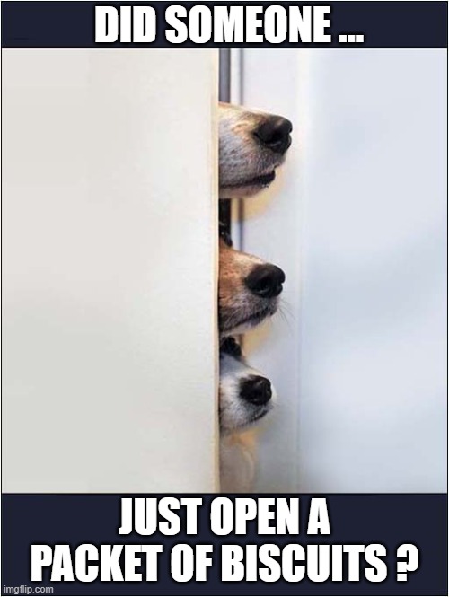 Suspicious Snouts ! | DID SOMEONE ... JUST OPEN A PACKET OF BISCUITS ? | image tagged in dogs,suspicious,biscuits | made w/ Imgflip meme maker