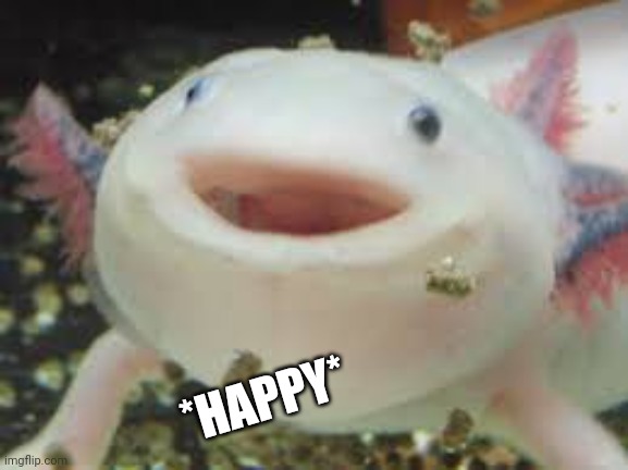 He literary said :D | *HAPPY* | image tagged in axolotl,is,happy | made w/ Imgflip meme maker