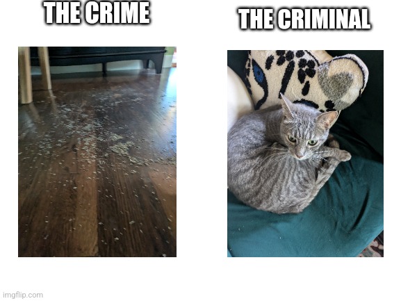 Mibber! | THE CRIME; THE CRIMINAL | image tagged in blank white template,catnip | made w/ Imgflip meme maker