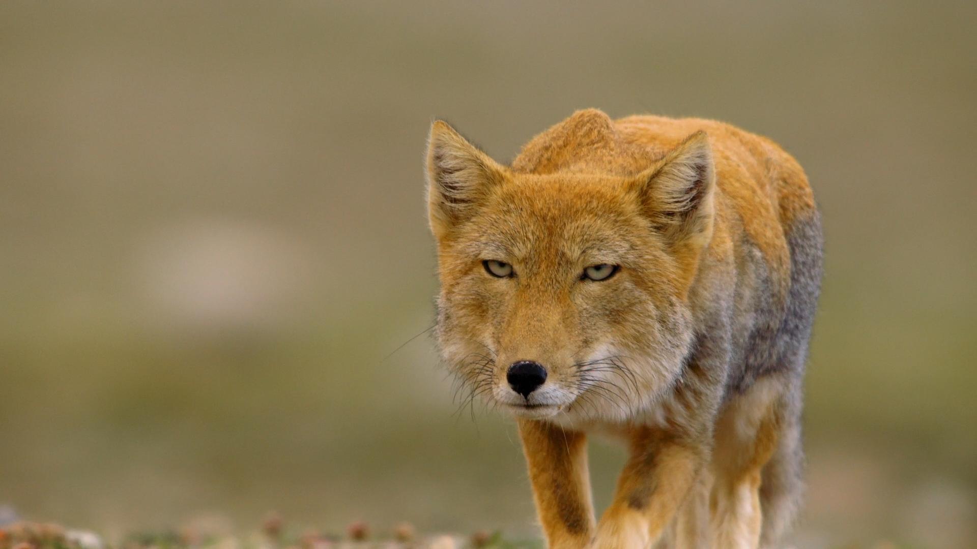 Tibetan Sand Fox Blank Meme Template