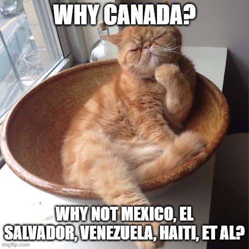 Wondering cat | WHY CANADA? WHY NOT MEXICO, EL SALVADOR, VENEZUELA, HAITI, ET AL? | image tagged in wondering cat | made w/ Imgflip meme maker