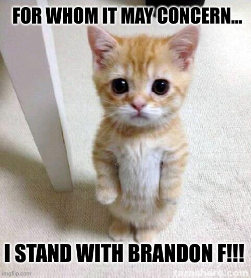 STAND UP!!! | FOR WHOM IT MAY CONCERN... I STAND WITH BRANDON F!!! | image tagged in memes,cute cat,trending,viral,funny | made w/ Imgflip meme maker