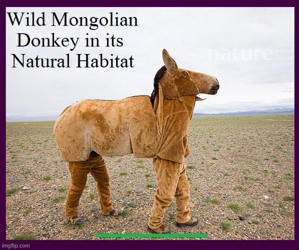 image tagged in vince vance,donkey,costume,memes,national geographic,habitat | made w/ Imgflip meme maker