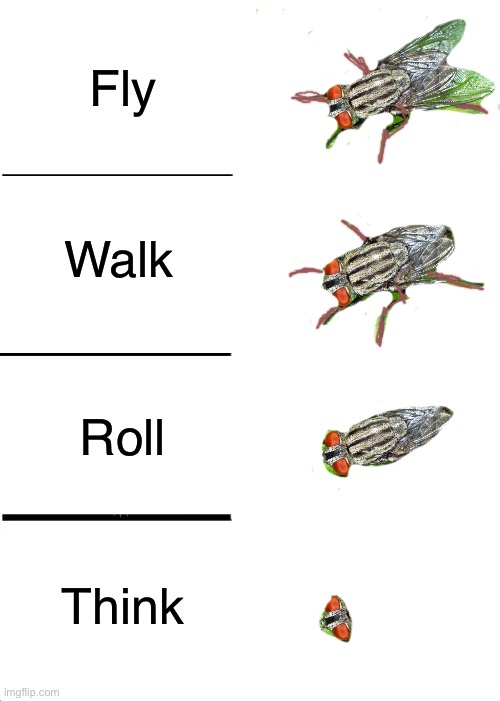 The stages of the fly | Fly; Walk; Roll; Think | image tagged in memes,funny,eyeroll,bad pun,funny memes | made w/ Imgflip meme maker