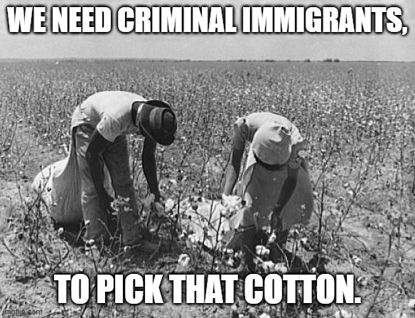 Cotton picker | WE NEED CRIMINAL IMMIGRANTS, TO PICK THAT COTTON. | image tagged in cotton picker | made w/ Imgflip meme maker