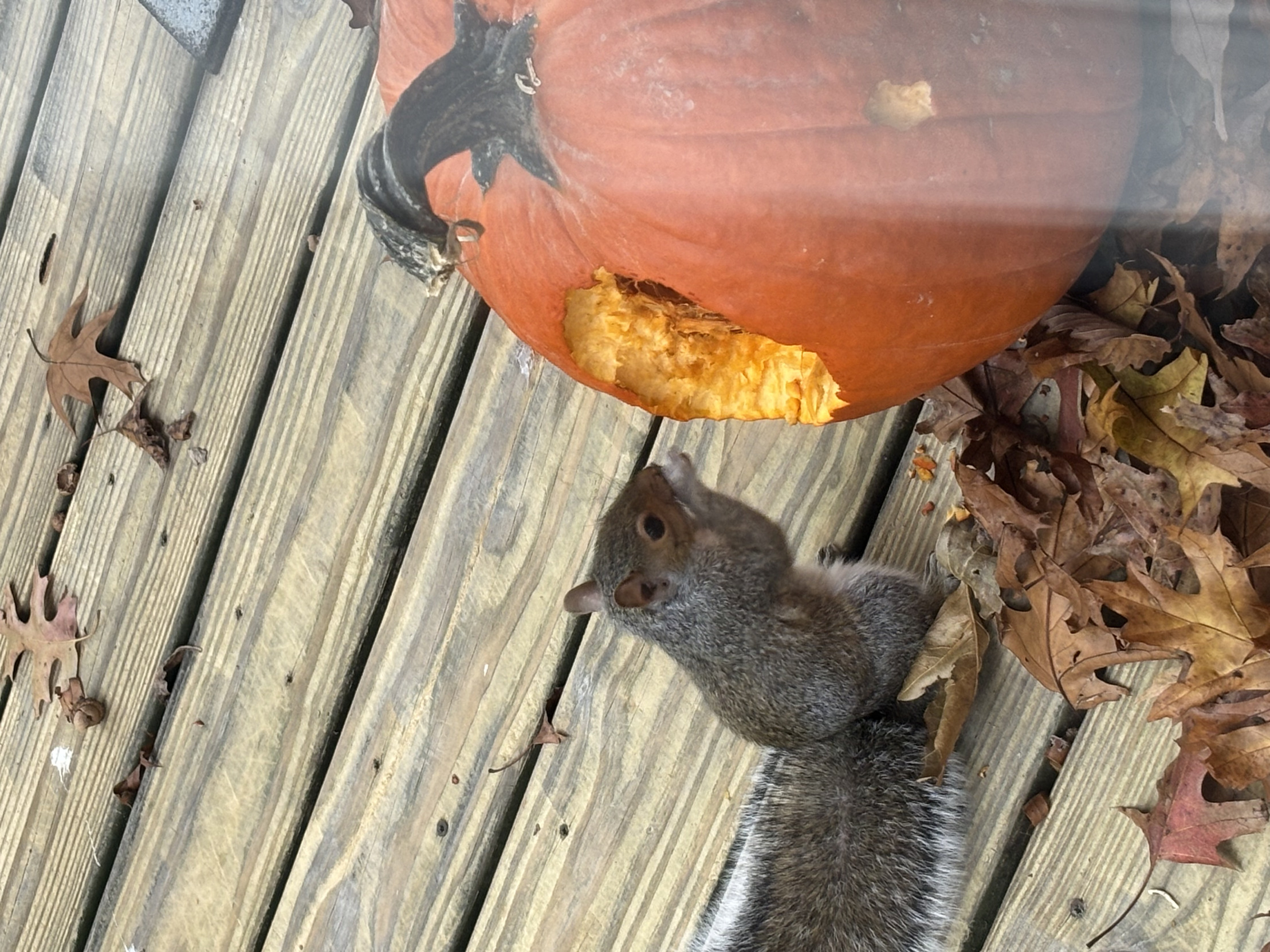 Squirrel Pumpkin Blank Meme Template