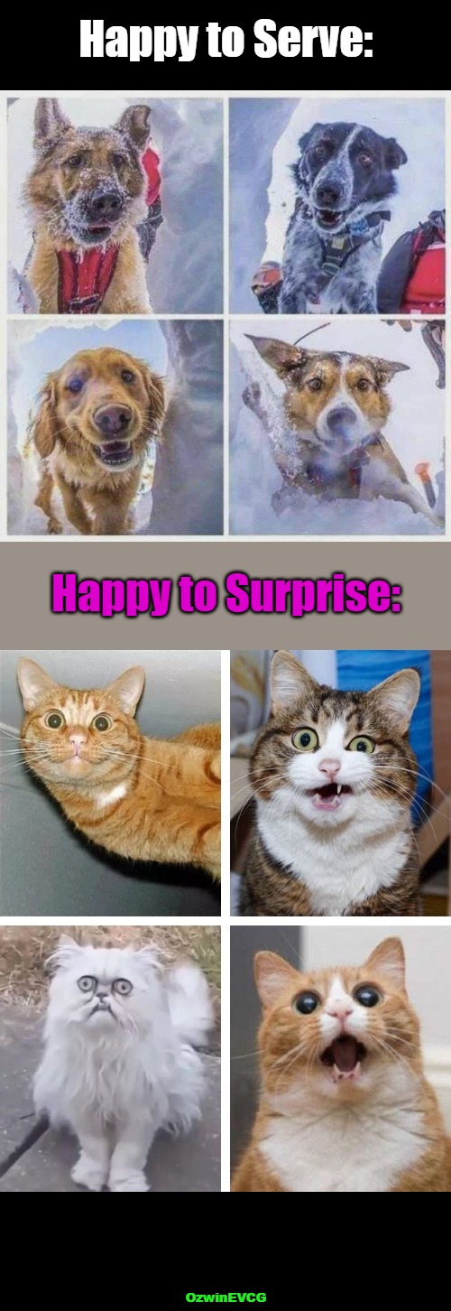 CS v DS | Happy to Serve:; Happy to Surprise:; OzwinEVCG | image tagged in cats,funny,dogs,comparison,life with pets,crazy pictures | made w/ Imgflip meme maker